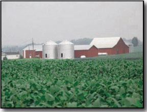 Bluegrass